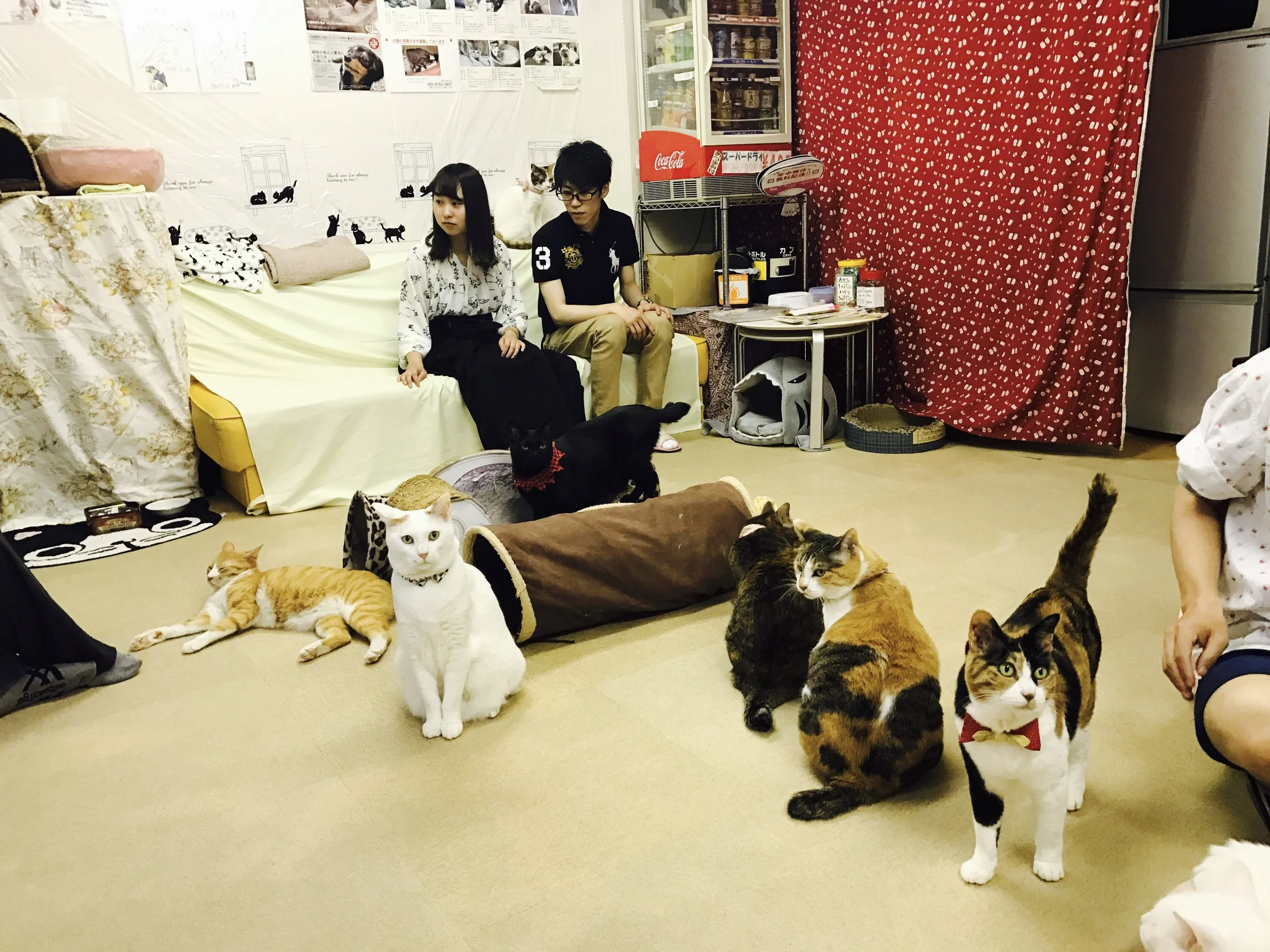 Cat Cafe Asakusa Neko-en — The Neighbor's Cat